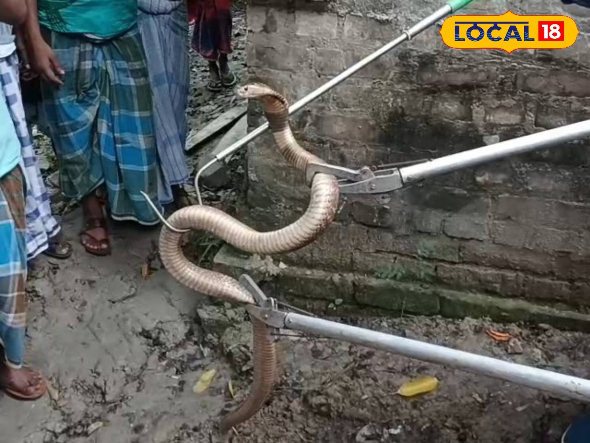 কুয়োর জলে ওটা কীসের আওয়াজ! কাতরাচ্ছে বিষধর! হাওড়ায় যা ঘটল, দেখে ভয়ে শিউরে উঠল গোটা এলাকা