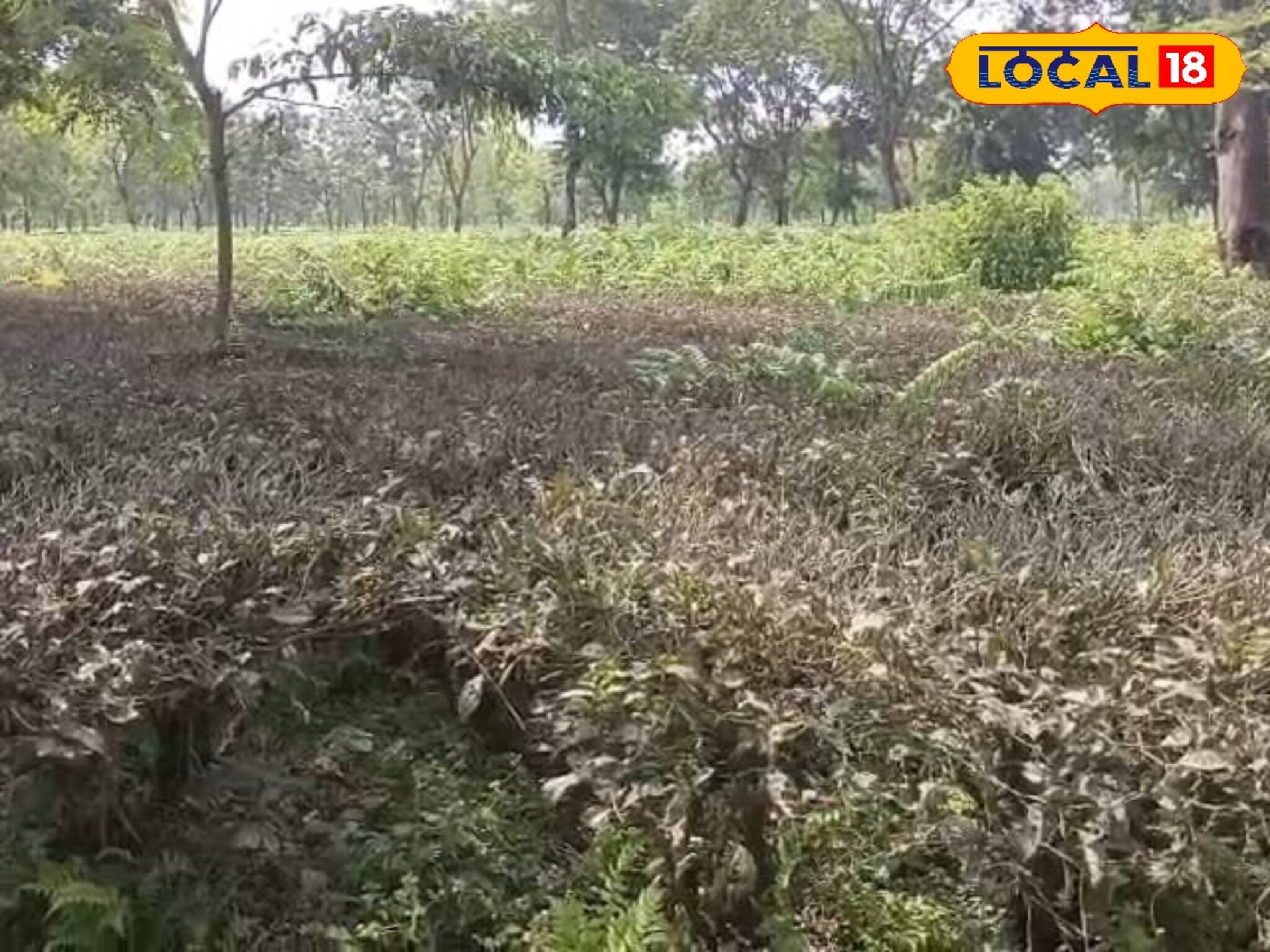 বন্ধ চা বাগান খাতায় কলমে খোলা! কাজও নেই, নেই ফাউলাইও! ভাতে মরছে শ্রমিকরা