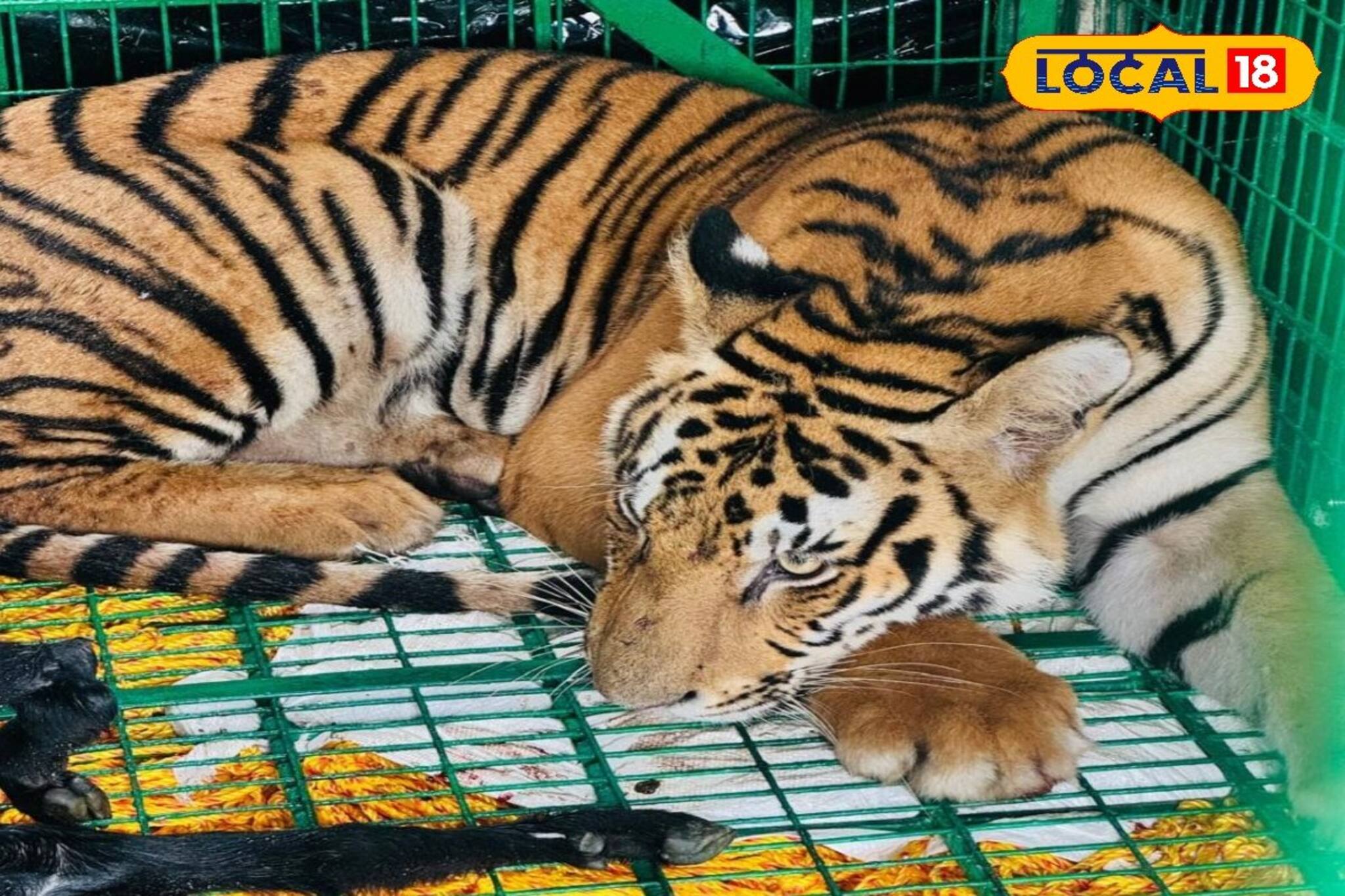 বছরের ৩৭ বার! সুন্দর বনে জঙ্গল ঘেঁষা লোকালয়ে বার বার হানা দক্ষিণরায়ের