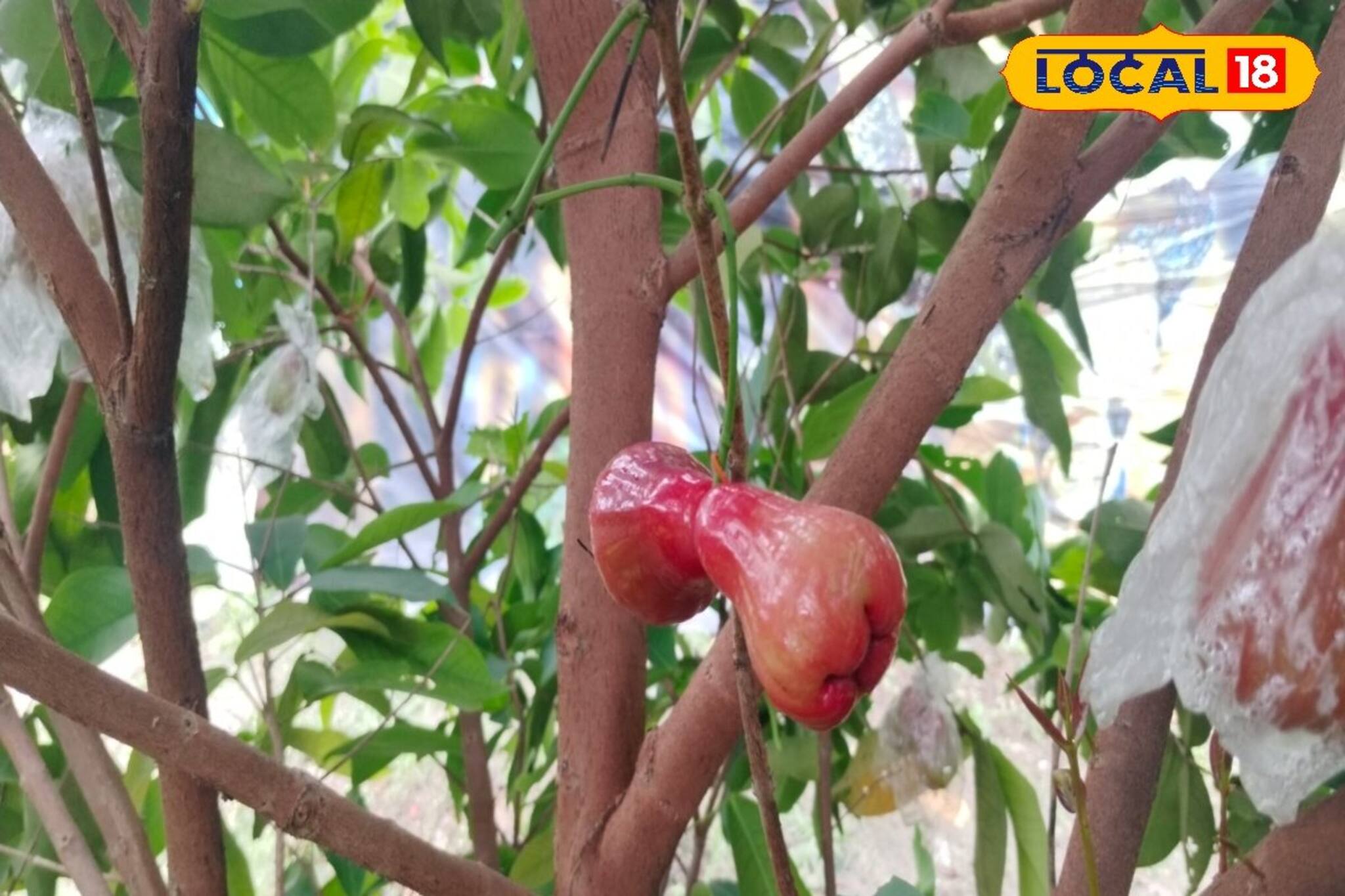 বিশেষ এই প্রজাতির জামরুল একবার লাগান ক্ষেতে, মালামাল হওয়া আটকায় কে