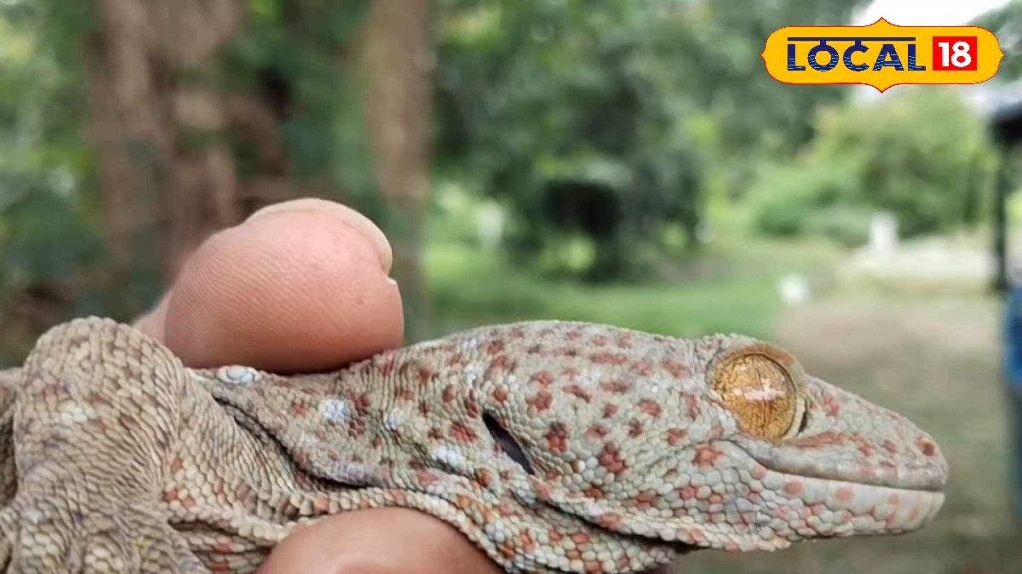 অচেনা প্রাণীর আওয়াজ বাড়ি থেকে, কোটি কোটি টাকা দাম! হুগলির বাড়িতে এ কোন জন্তু!