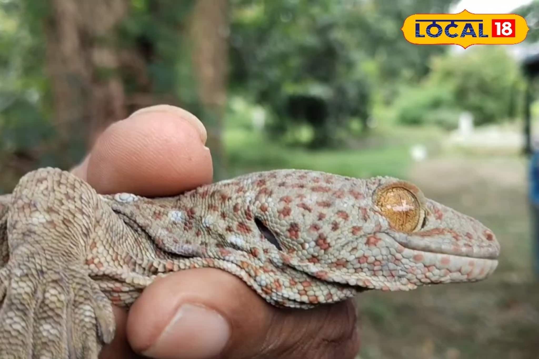 অচেনা প্রাণীর আওয়াজ বাড়ি থেকে, কোটি কোটি টাকা দাম! হুগলির বাড়িতে এ কোন জন্তু!