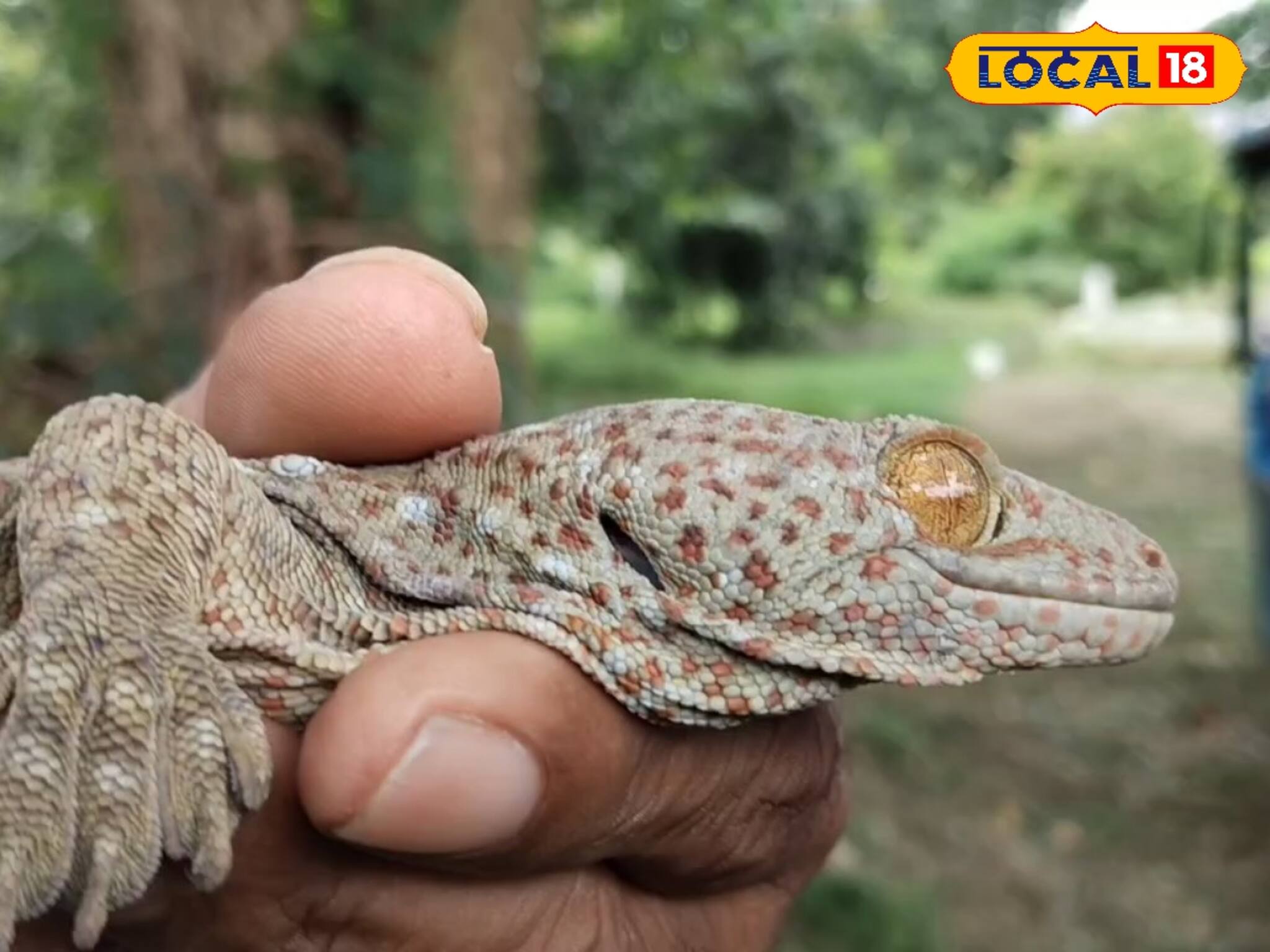 অচেনা প্রাণীর আওয়াজ বাড়ি থেকে, কোটি কোটি টাকা দাম! হুগলির বাড়িতে এ কোন জন্তু!