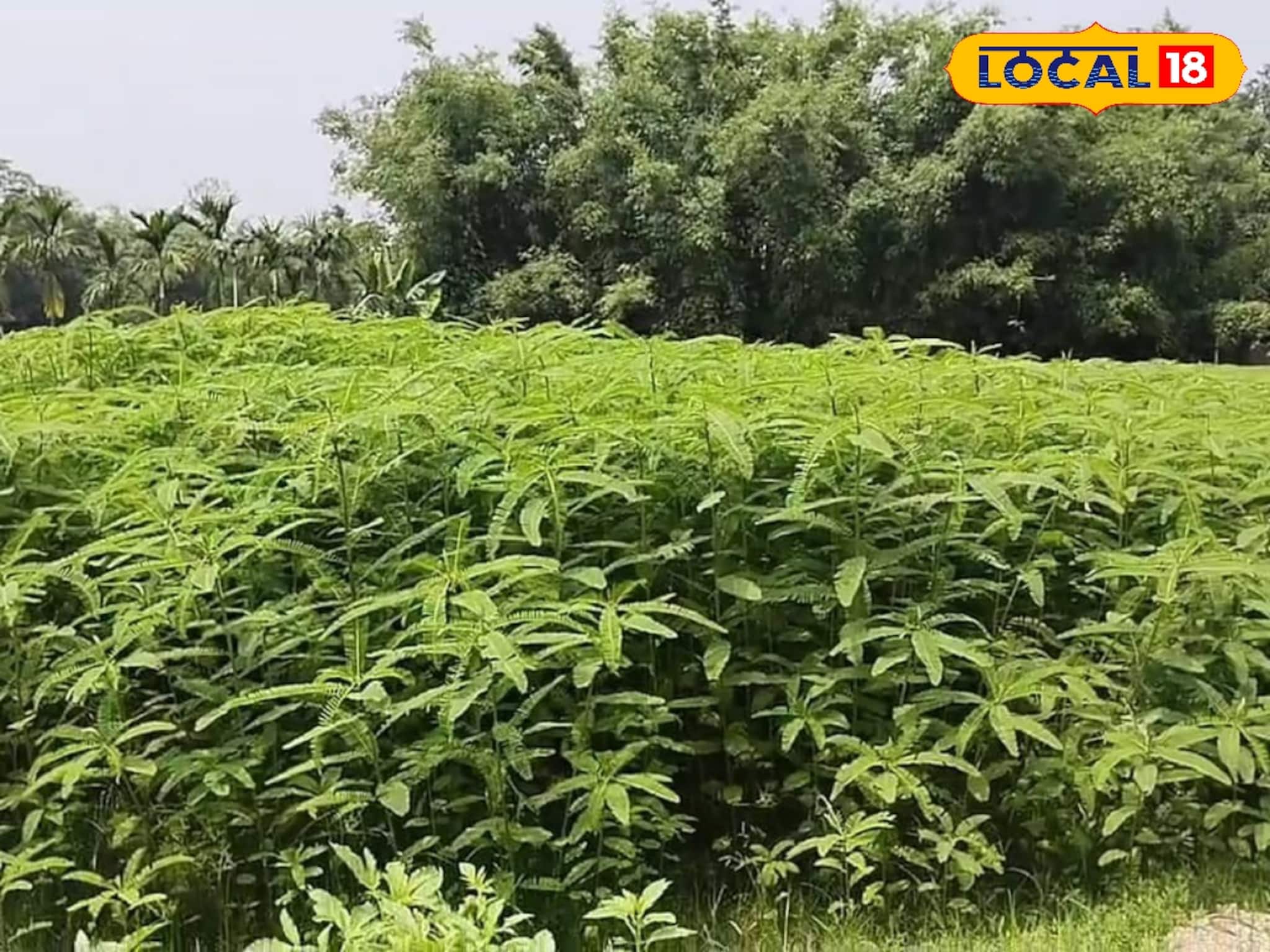 ধৈঞ্চা চাষ করে জমির উর্বরতা বৃদ্ধি করছেন কুমারগ্রামের কৃষকরা