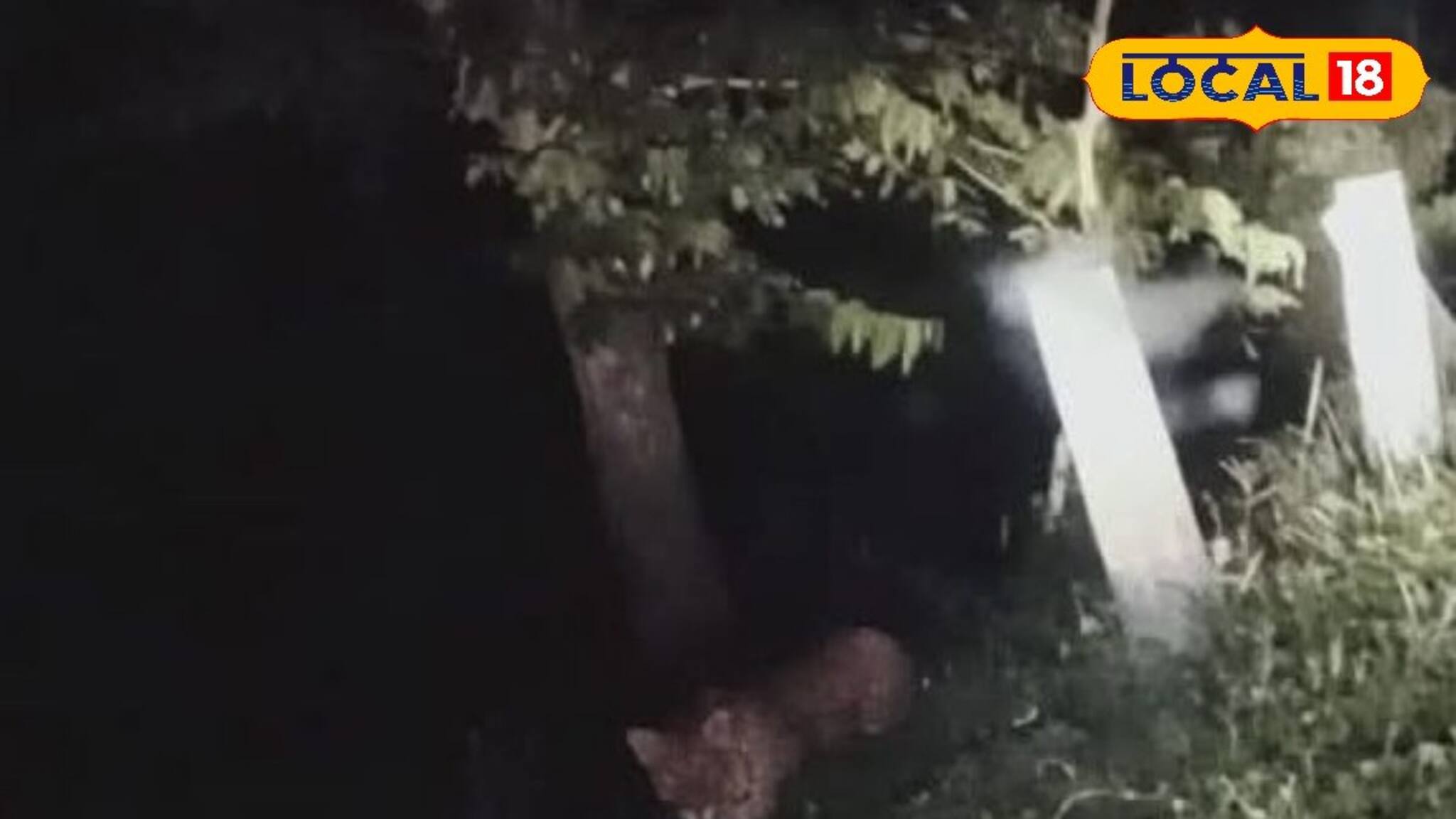 রাত নামলেই 'আতঙ্ক', শহর সংলগ্ন চা-বাগানে ভয়, কে আসছে? পড়ুন