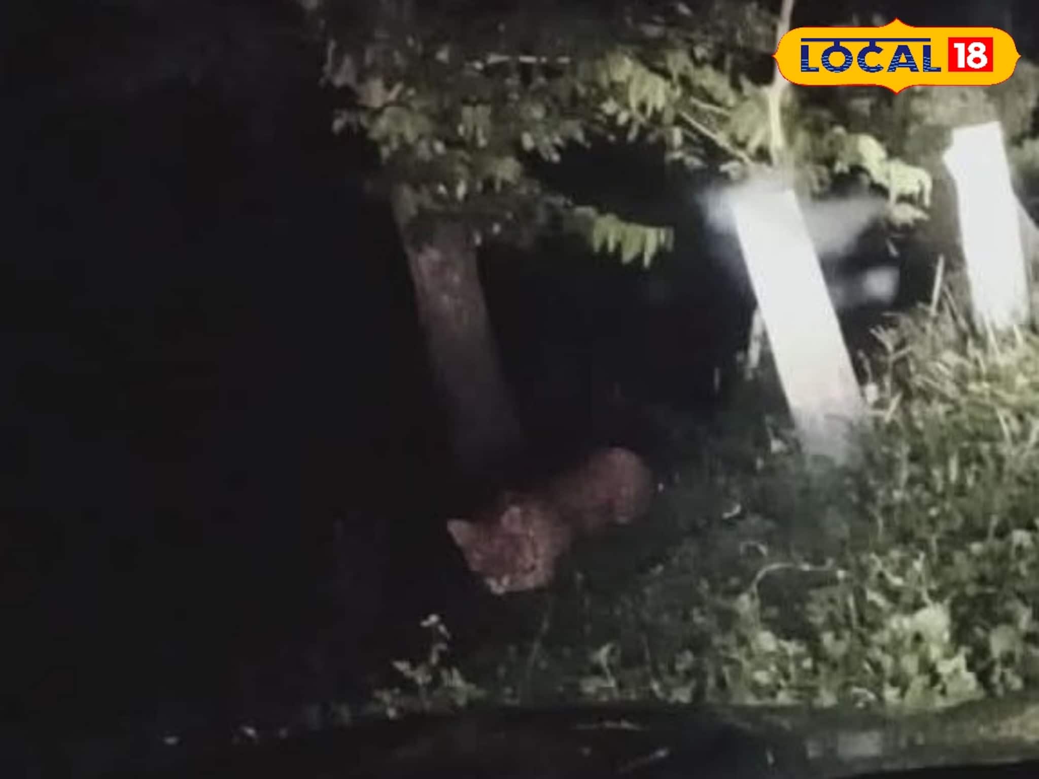 রাত নামলেই 'আতঙ্ক', শহর সংলগ্ন চা-বাগানে ভয়, কে আসছে? পড়ুন