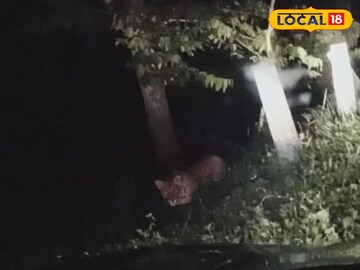 লেপার্ড  লেপার্ড