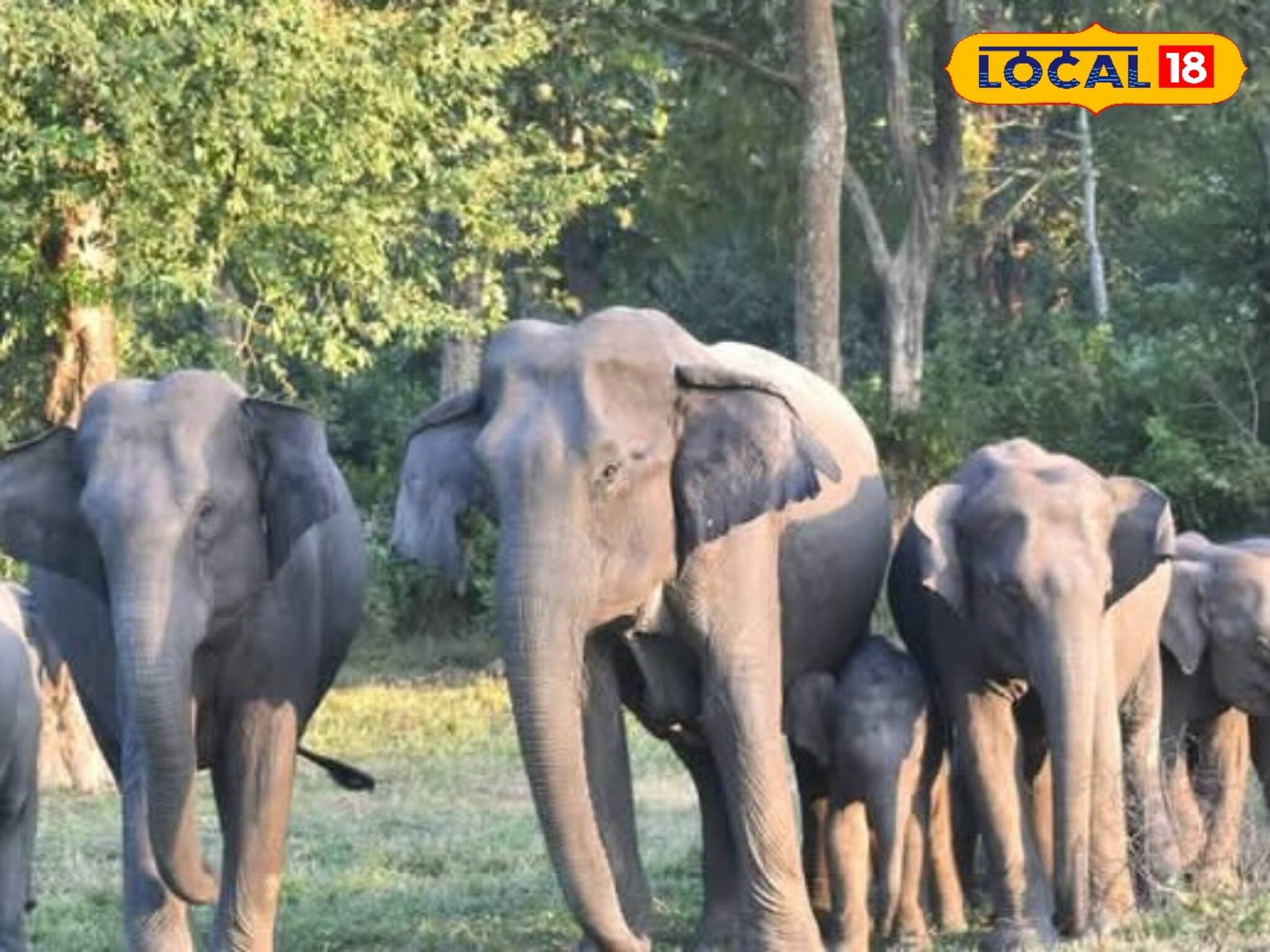 বাংলোর দরজা খুলে হতভম্ব চা বাগানের ম্যানেজার! ওরা কারা দাঁড়িয়ে? ভিডিও দেখলে ভয়ে রক্ত জল!