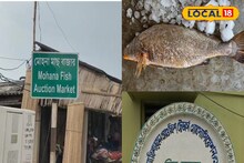 লাখ টাকা দাম, দৈত্যাকৃতি এই মাছ উঠল জালে...! কত কেজি ওজন? জানলে আঁতকে উঠবেন