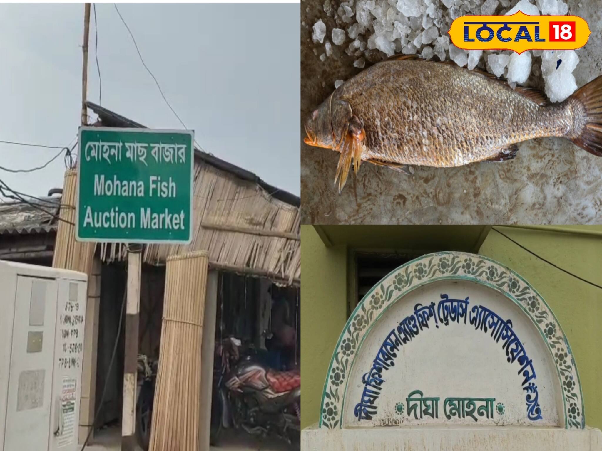 লাখ টাকা দাম, দৈত্যাকৃতি এই মাছ উঠল জালে...! কত কেজি ওজন? জানলে আঁতকে উঠবেন