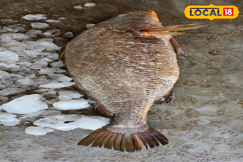 দিঘা মোহনা মৎস্য নিলাম কেন্দ্রে সামুদ্রিক মাছের ধীরে ধীরে যোগান বাড়ছে। আর তাতেই মুখে হাসি ফুটেছে মৎস্যজীবীদের। প্রথম দিন থেকেই অন্যান্য সামুদ্রিক মাছের পাশাপাশি ইলিশের দেখা মিলেছে। তবে এদিন দিঘা মোহনায় মৎস্য নিলাম কেন্দ্রে উঠল একটি তেলিয়া ভোলা মাছ।