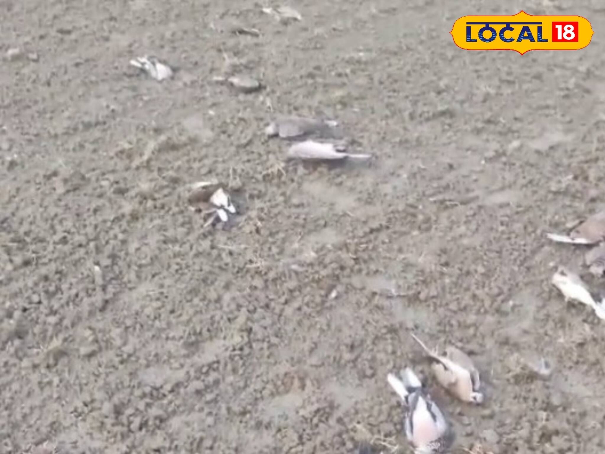 ঘুঘু থেকে চড়ুই, বাদ যায়নি কেউ! একসঙ্গে শতাধিক পাখির মৃত্যু! কোন অশনি সংকেত! রহস্য