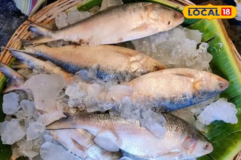 যে ইলিশ এসেছে তার দাম থাকছে ৬০০ থেকে ১৪০০ টাকা প্রতি কেজি। ৫০০-৭০০ গ্রামের ইলিশ ৬০০ টাকাতেই মিলছে।