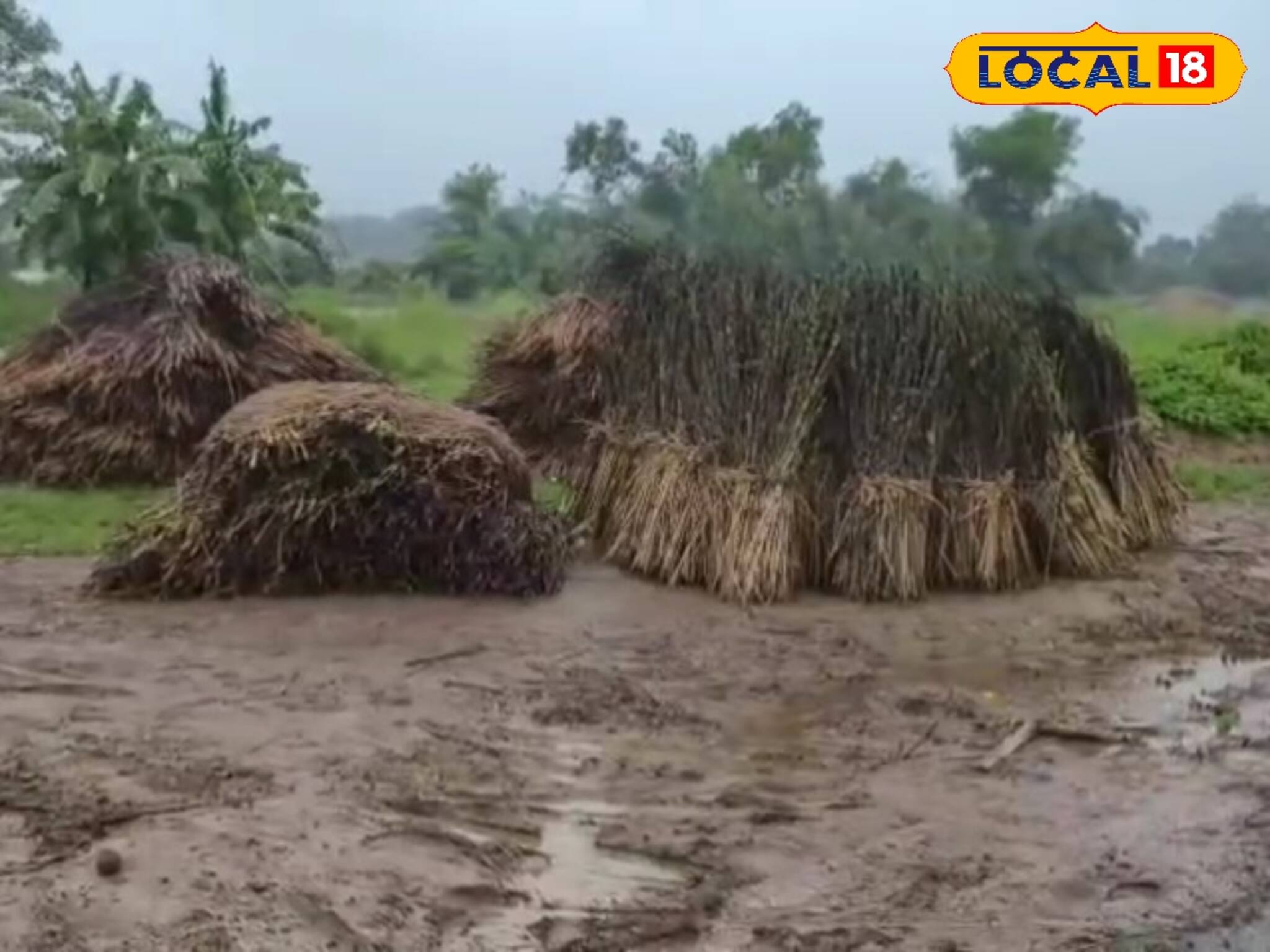 লাগাতার বৃষ্টির জেরে জলমগ্ন আরামবাগ ! ব্যাপক ক্ষতি তিল চাষে