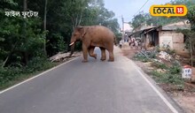 দলছুট দাঁতালের তাণ্ডবে ওষ্ঠাগত প্রাণ! আহত একের পর এক গ্রামবাসী, চারদিকে আতঙ্ক