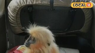 উদ্ধার হওয়া বানর 