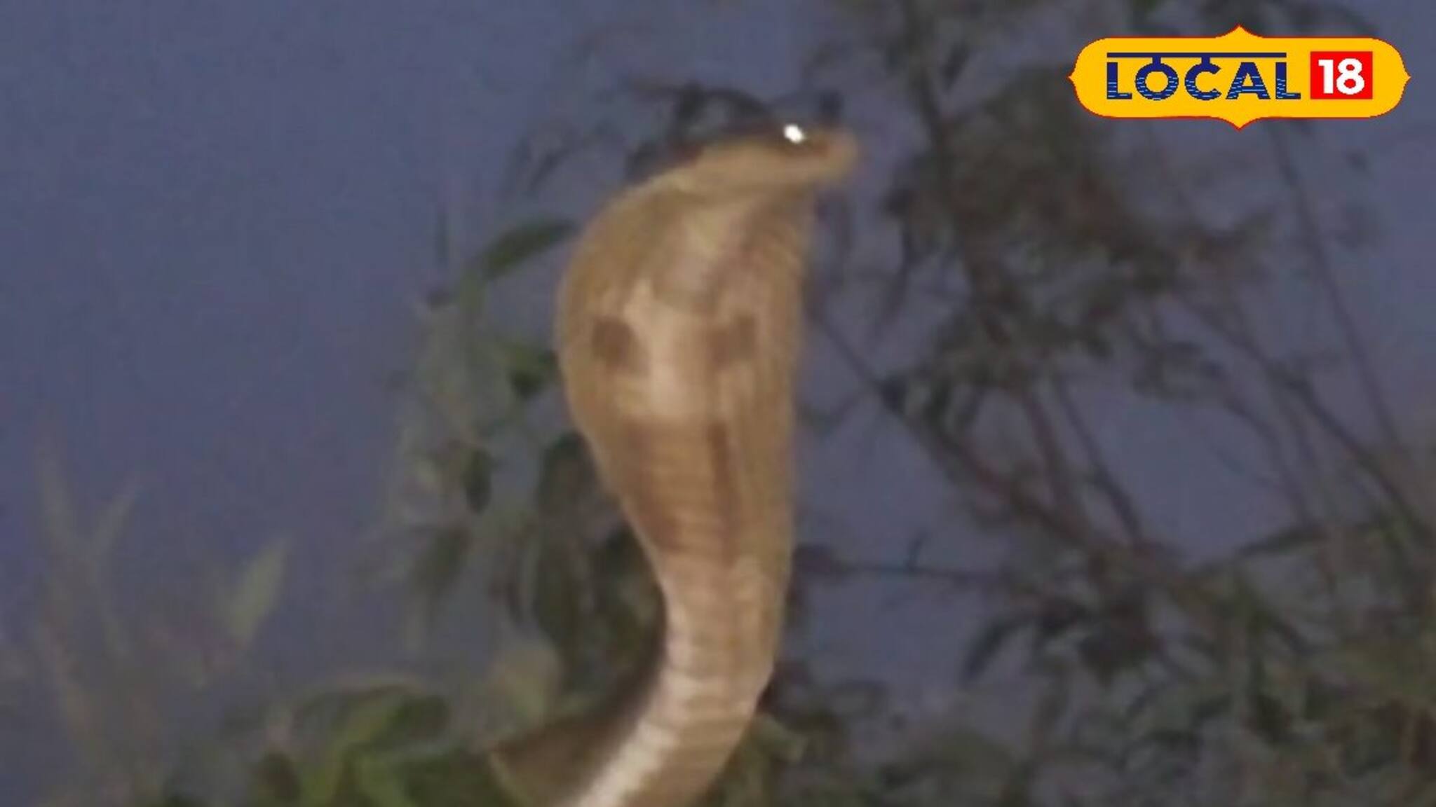 নীচে ফুঁসছে প্লাবিত তিস্তা, গাছের মগডালে ফণা তুলে বিষধর সাপের তাণ্ডব! হাড়হিম Viral Video