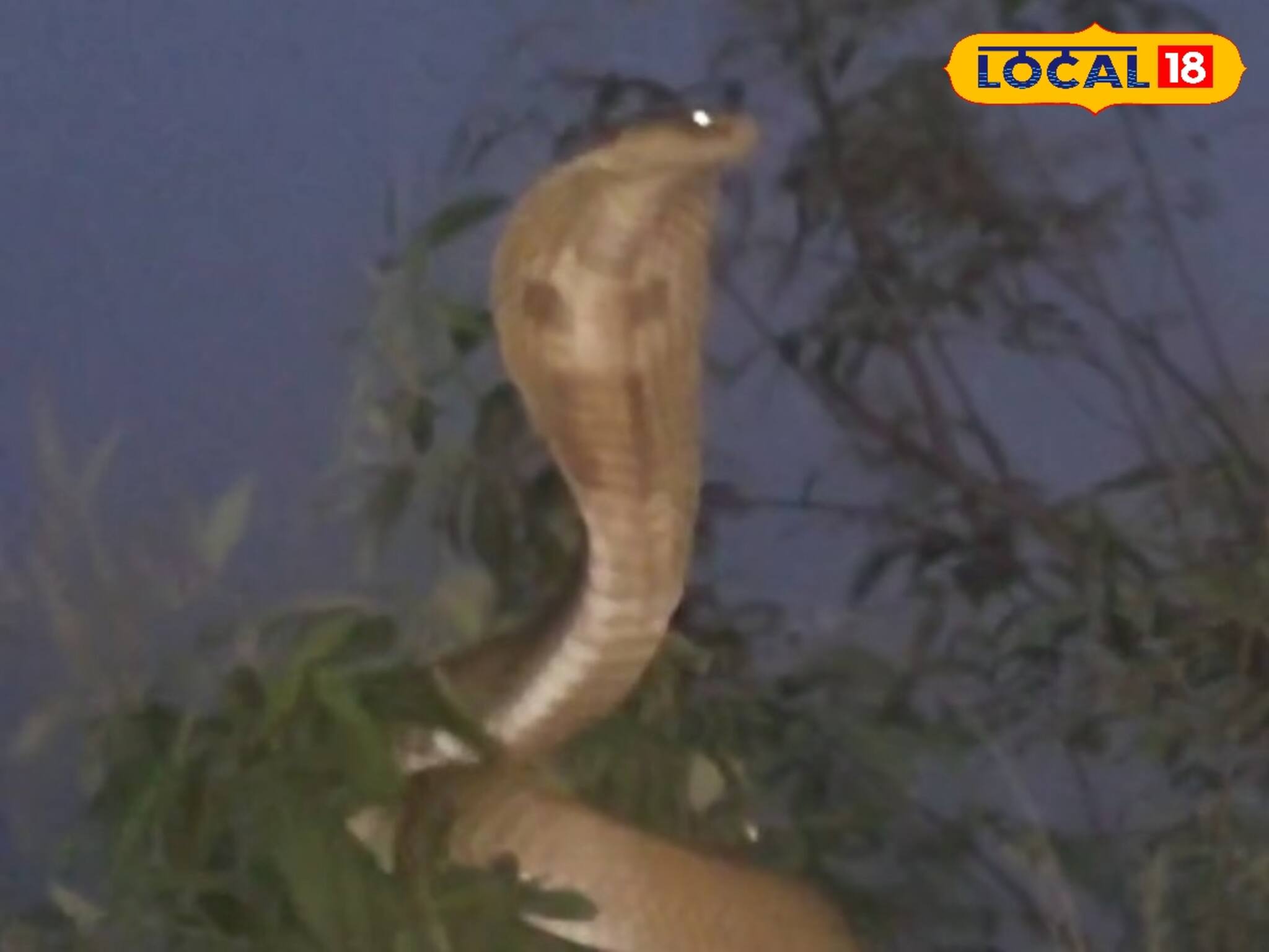 নীচে ফুঁসছে প্লাবিত তিস্তা, গাছের মগডালে ফণা তুলে বিষধর সাপের তাণ্ডব! হাড়হিম Viral Video