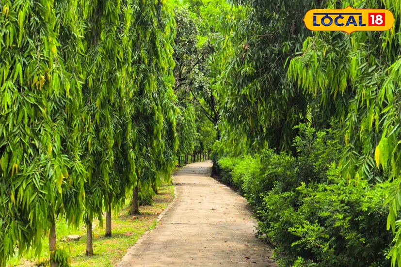 ঘন সবুজের দুনিয়া! এ যেন এক মায়ার সংসার। বাঁকুড়ার শুশুনিয়া পাহাড়ের তলায় এক টুকরো সবুজের গালিচা মুরুত বাহা ইকোপার্ক। বর্ষার স্নেহে যেন সবুজ যৌবন এই পার্কের।