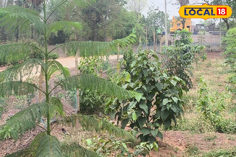 যখন শাকসবজি এবং আলু পেঁয়াজের দাম মধ্যবিত্তের নাগালের বাইরে পৌঁছেছিল তখন বিদ্যালয়ের পরিচালনা সমিতির সঙ্গে আলোচনা করে নেওয়া হয় এই সিদ্ধান্ত। ২০২৫ সালে দাঁড়িয়ে, এই সবজি বাগান, মিড ডে মিলের বেশিরভাগ যোগানটাই দিয়ে যাচ্ছে।
