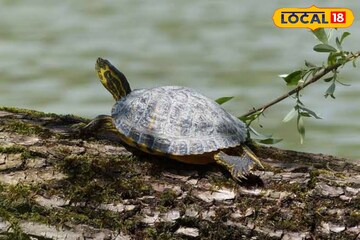 দুনিয়া থেকে মুছে ‌যাচ্ছিল 'ওরা'! শুরু হয় বাঁচানোর লড়াই, আর এবার এল খুশির খবর