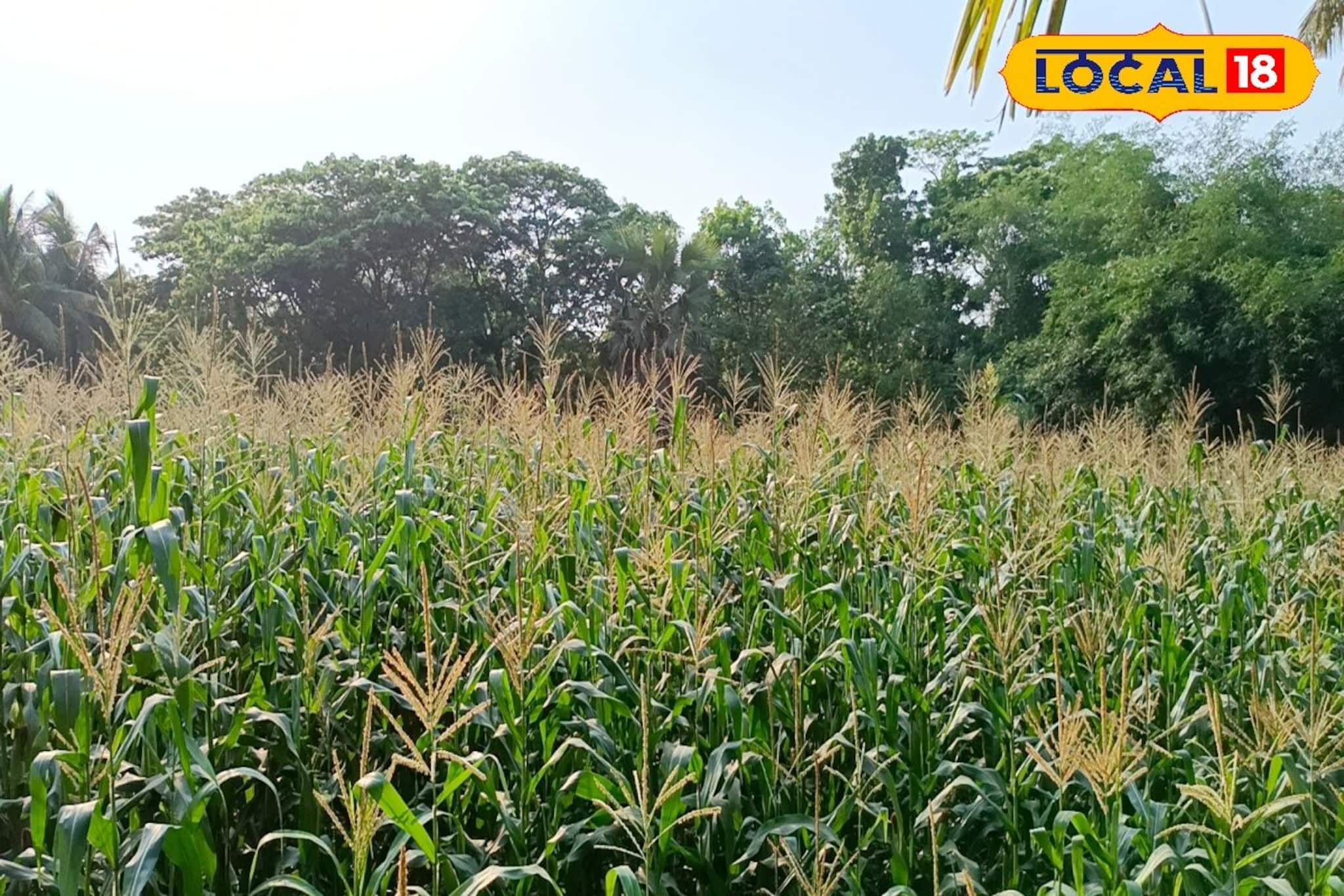 ভুট্টা চাষে ডবল লাভ! দেখে নিন কী করতে হবে