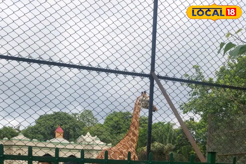 পরিবারের সদস্যদের মধ্যে প্রজননের কারণে জিনগত বিচ্যুতিতে তাদের উচ্চতা কমতির দিকে।