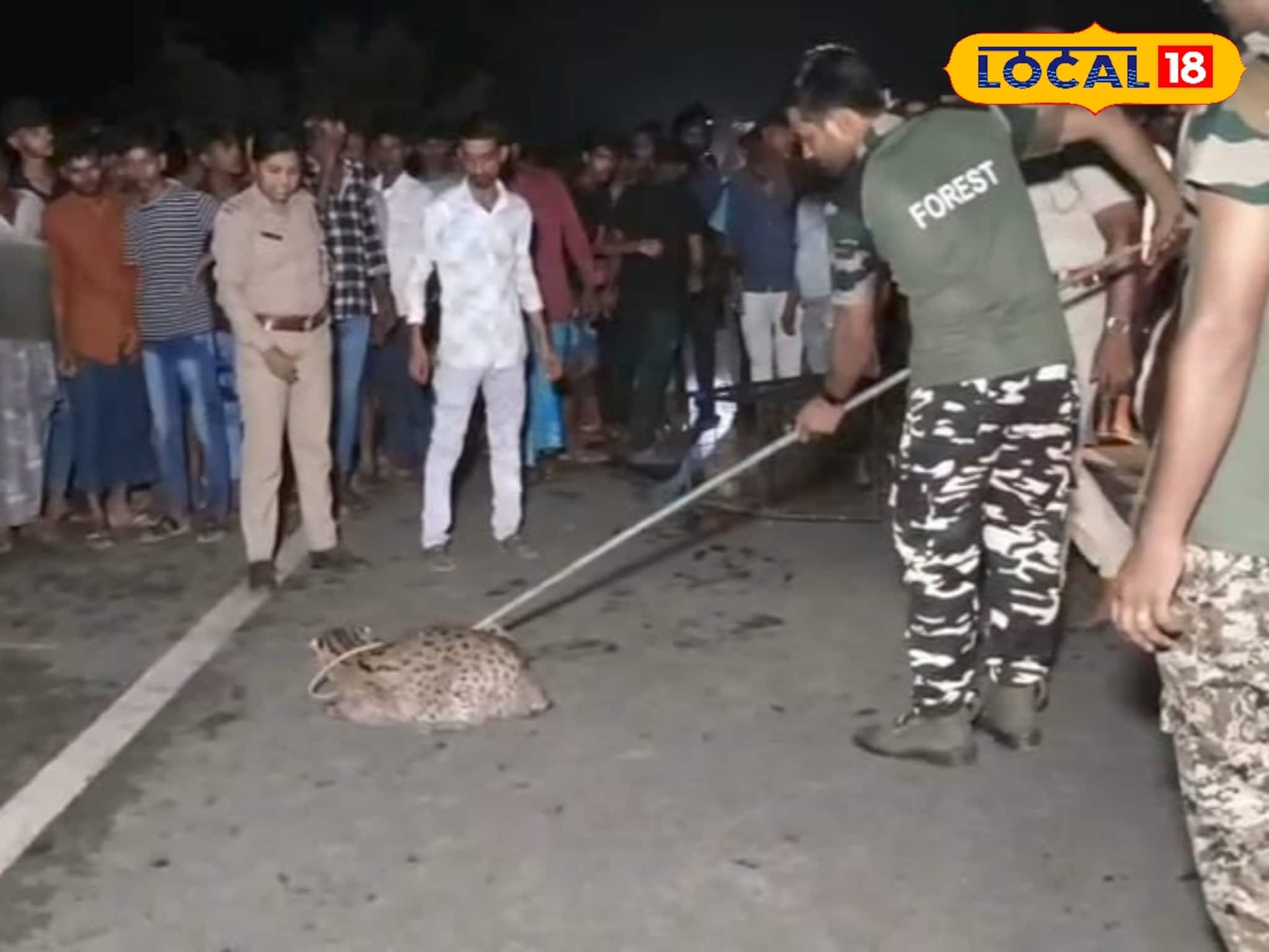 জাতীয় সড়কে বাঘের মত দেখতে আহত ওটা কী! ভয়ে কুঁকড়ে যান বাসিন্দারা