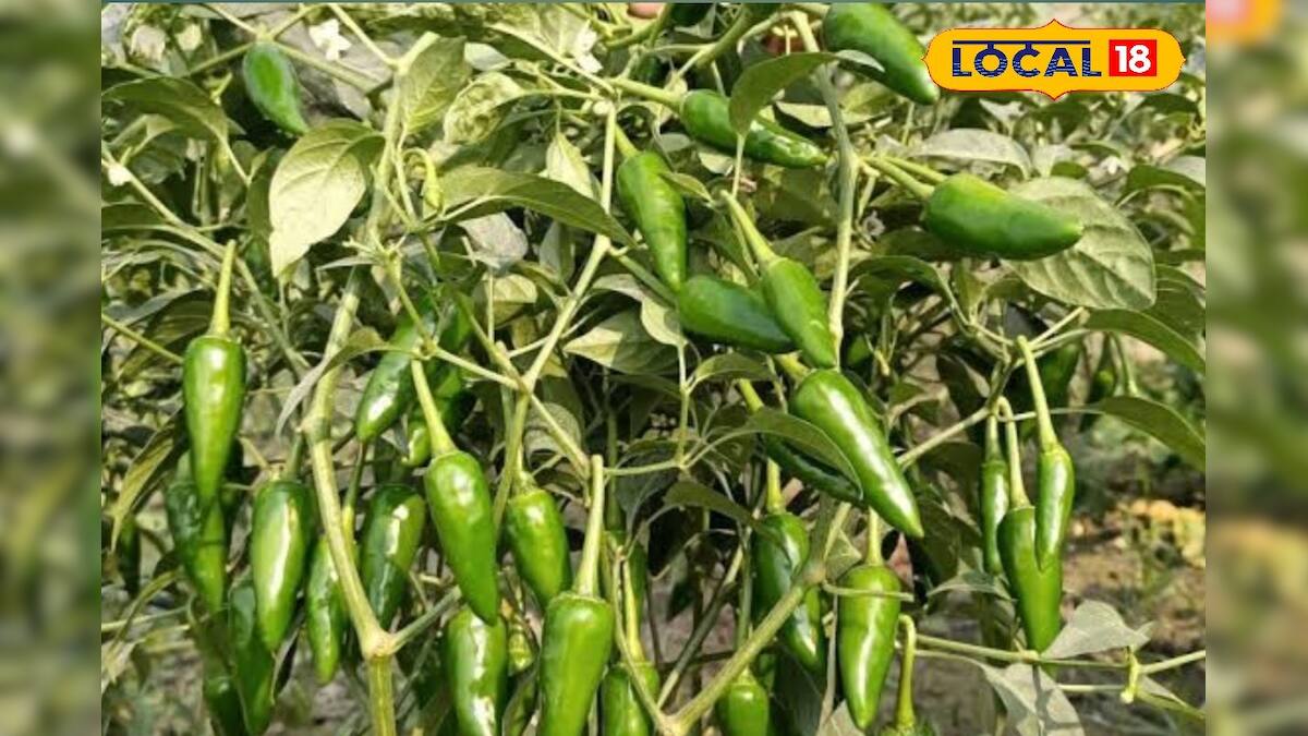 Money Making Tips: সামান্য খরচে অধিক ফলন! বুলেট লঙ্কা চাষ করে রোজগার ...