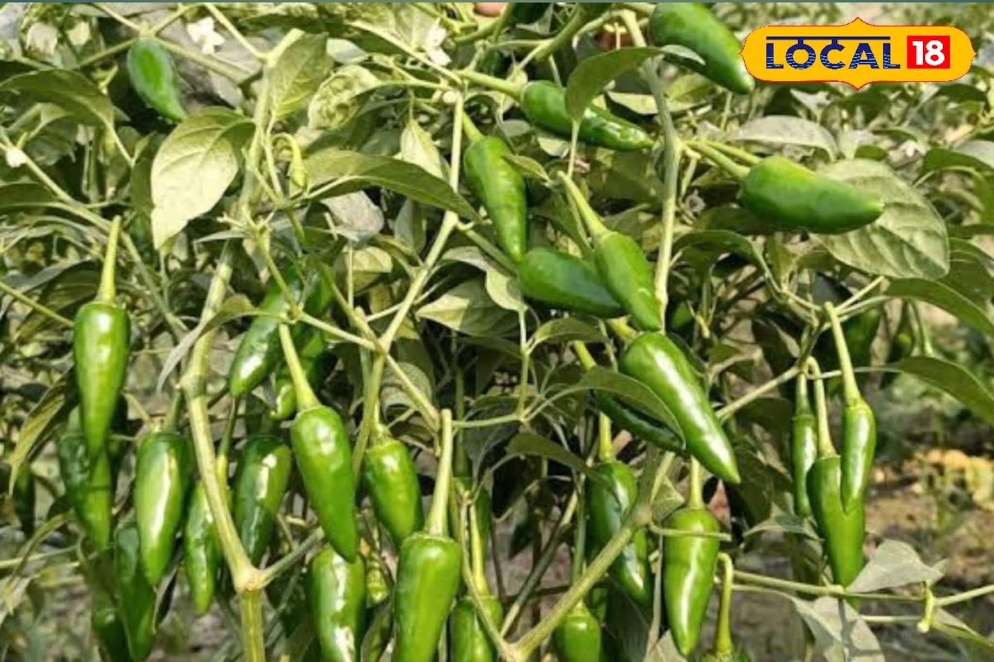 সামান্য খরচে অধিক ফলন, বুলেট লঙ্কা চাষ করে মোটা টাকা আয় !