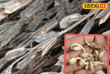 টানা বৃষ্টিই কাল! তিল, বাদাম সব নষ্ট! হাজার হাজার টাকা নষ্ট হলেও চিন্তা নেই এইসব চাষিদের