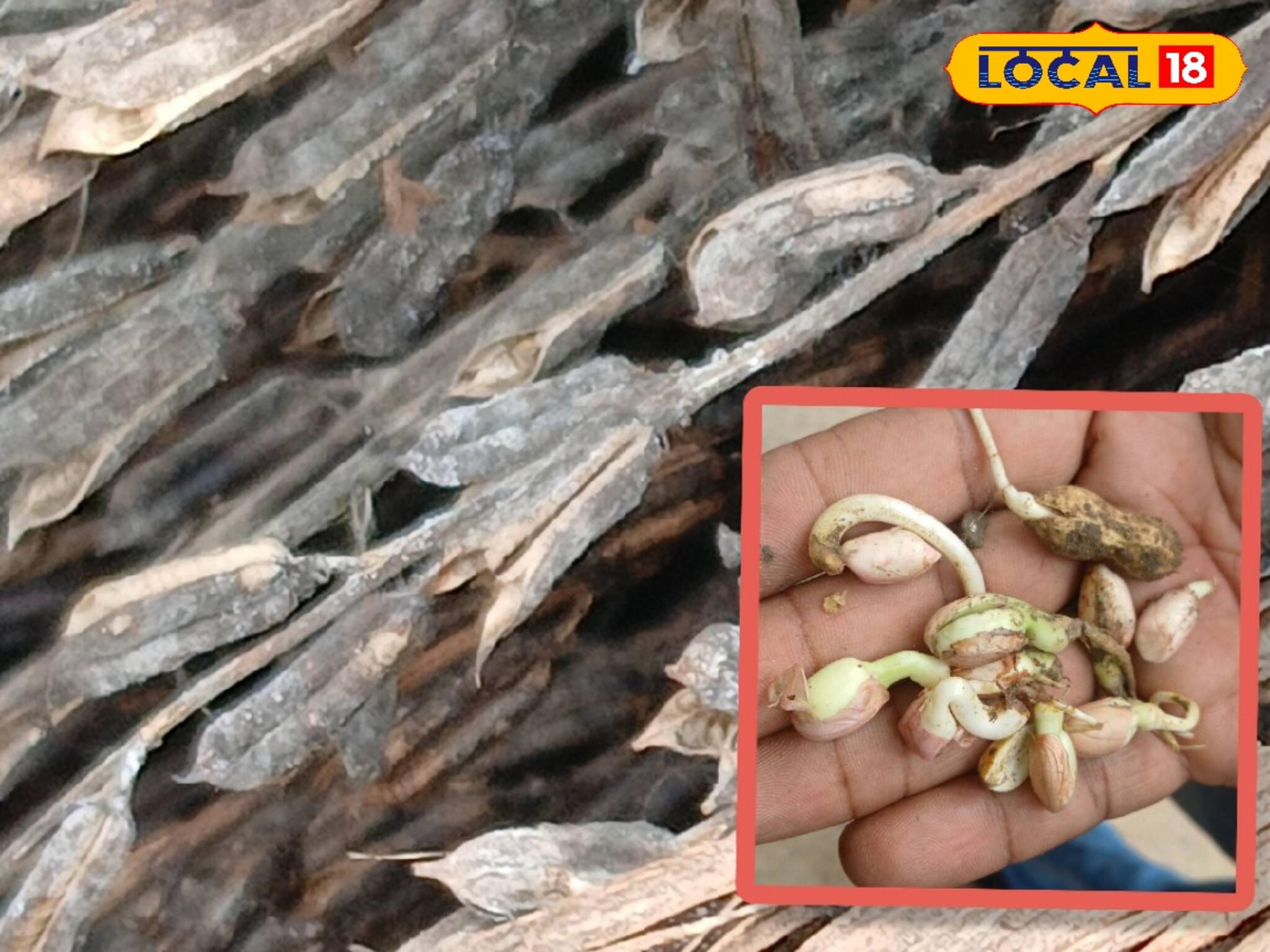 টানা বৃষ্টিই কাল! তিল, বাদাম সব নষ্ট! হাজার হাজার টাকা নষ্ট হলেও চিন্তা নেই এইসব চাষিদের