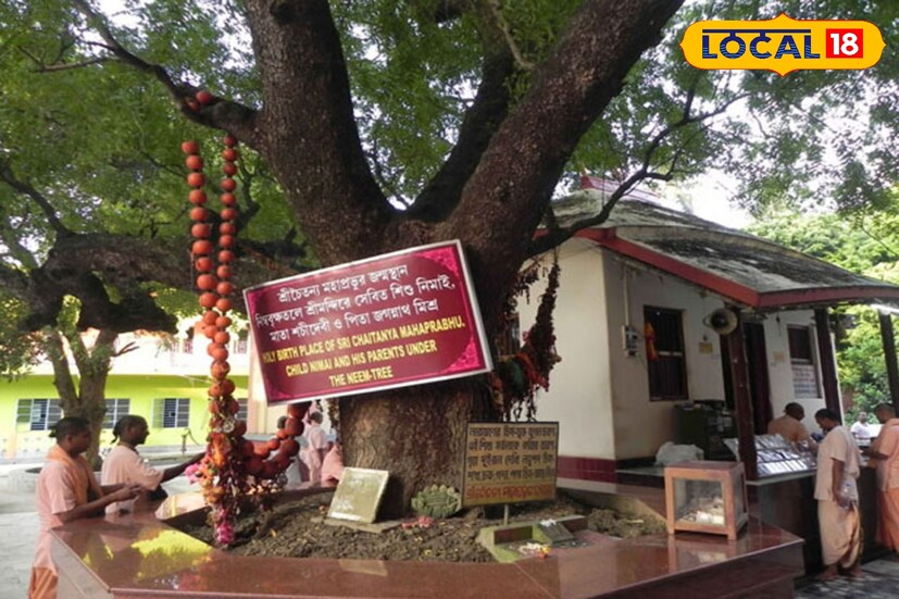শ্রীচৈতন্য মহাপ্রভুর জন্মস্থান: ইসকন চত্বরের থেকে মাত্র কিছুটা দূরে অবস্থিত এই পবিত্র স্থানটিকে চৈতন্যদেবের জন্মস্থান বলে মানা হয়। এখানে রয়েছে একটি প্রাচীন অখণ্ড অক্ষয়বট বৃক্ষ, যার নিচে সাধনার আসনে ছিলেন শ্রীচৈতন্যের বাবা জগন্নাথ মিশ্র।