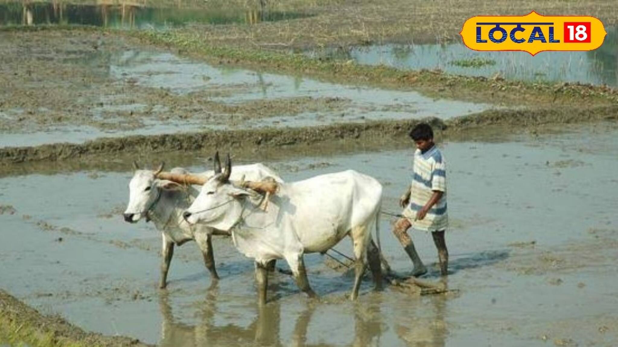 Jhargram News : মাঠে যাওয়াই কাল হল, আর ফেরা হল না বাড়িতে..., সাঁকরাইলের মাহাত পরিবারে হঠাৎ নামল অন্ধকার!
