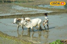 মাঠে যাওয়াই কাল হল, আর ফেরা হল না বাড়িতে..., সাঁকরাইলের মাহাত পরিবারে হঠাৎ নামল অন্ধকার!