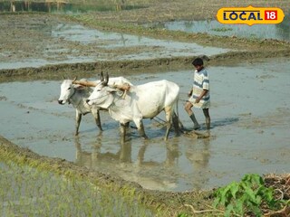 প্রতীকী ছবি 