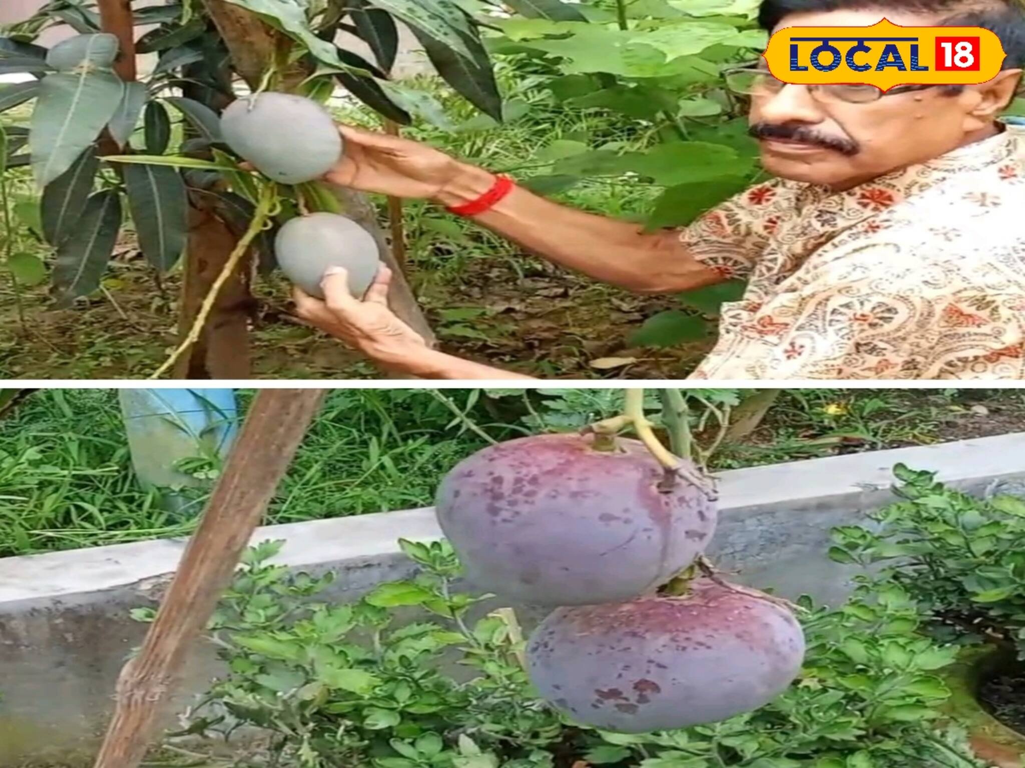 ছাদ বাগানে ফলছে থাইল্যান্ড জাপান আমেরিকার আম! হতবাক সকলে