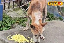 মিড ডে মিল পাবে পথকুকুররা! রাজ্যের নির্দেশিকার পরই এবার নয়া দাবি পশু বিশেষজ্ঞদের