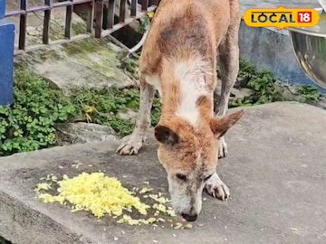 Stray Dogs Mid Day Meal: মিড ডে মিল পাবে পথকুকুররা! রাজ্যের নির্দেশিকার পরই এবার নয়া দাবি পশু বিশেষজ্ঞদের