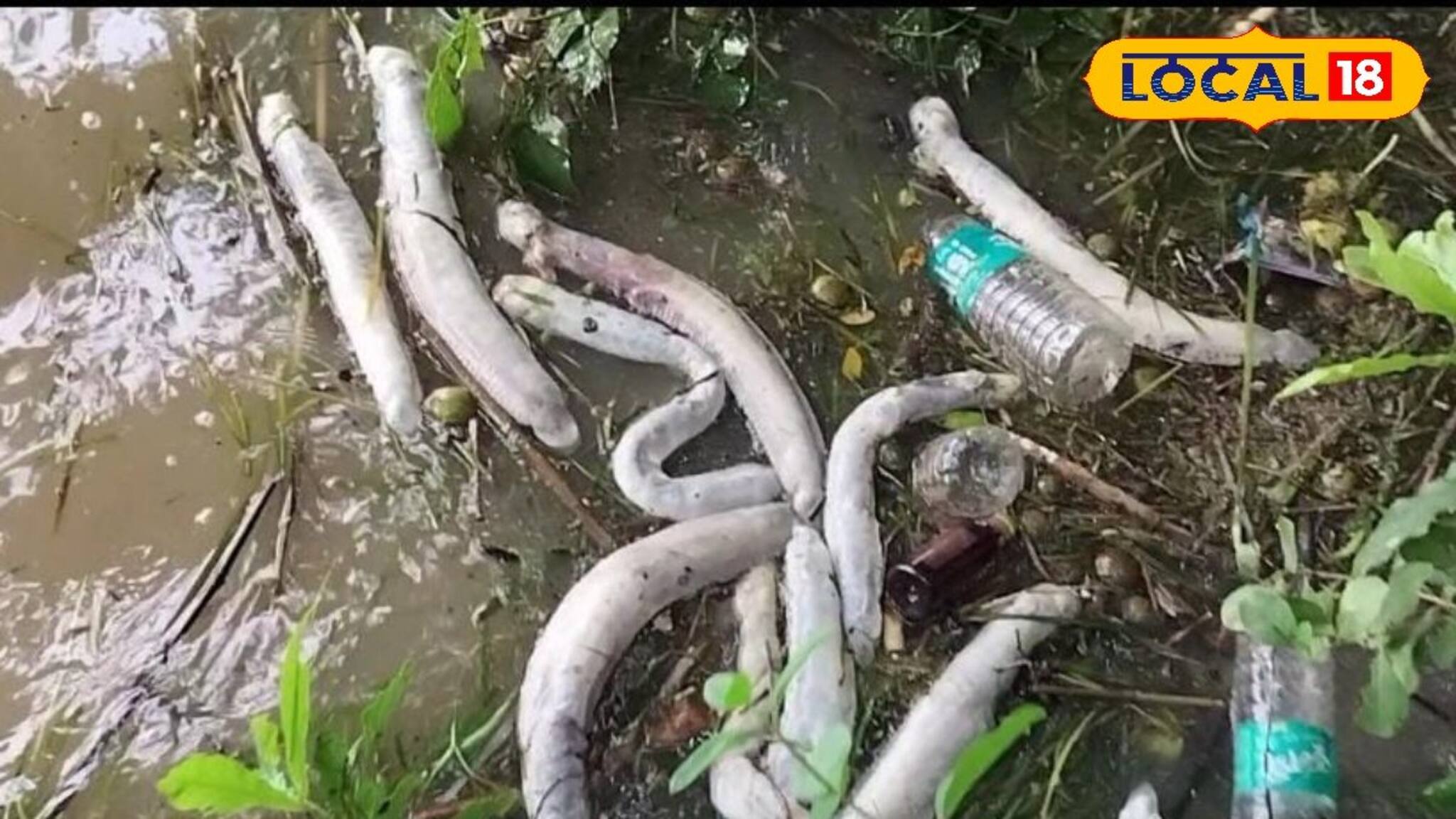 জলে ভাসছে এসব কী! কাছে যেতেই ভয়ঙ্কর দৃশ্য! রূপনারায়ণ নদীতে কীভাবে ঘটল এত বড় ঘটনা!