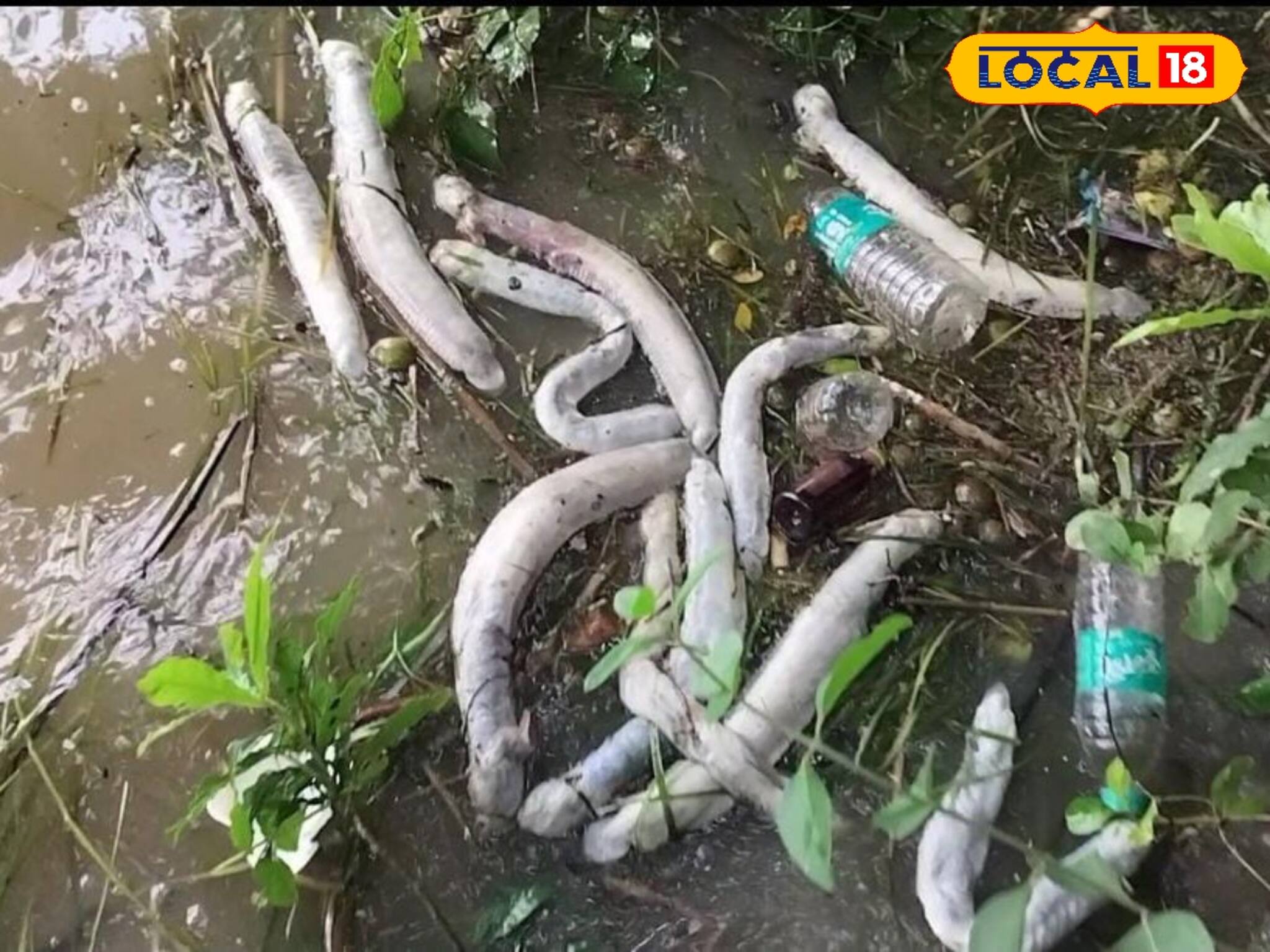 জলে ভাসছে এসব কী! কাছে যেতেই ভয়ঙ্কর দৃশ্য! রূপনারায়ণ নদীতে কীভাবে ঘটল এত বড় ঘটনা!