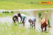 সুন্দরবনের নোনা মাটিতেও বর্ষায় ভাল ফসল!