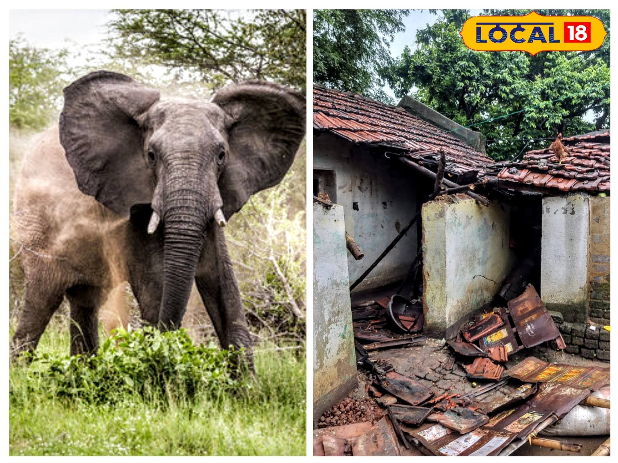 ফের দাঁতালের তাণ্ডব! হাতির হানায় ভাঙল দোকান, বাড়ি