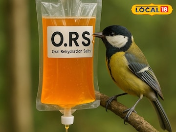 পাখিদের কি তেষ্টা পায় না…? এবার ওদের জন্য এল ‘ORS’, জল! গরমের কষ্ট কমাতে অভিনব প্রয়াস