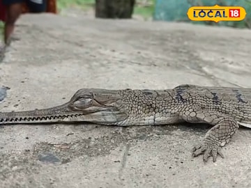 North 24 Parganas News:  সোনাই নদীতে মৎস্যজীবীদের জালে ধরা পড়ল ওটা কী? আতঙ্কে স্থানীয়রা, জানলে অবাক হবেন