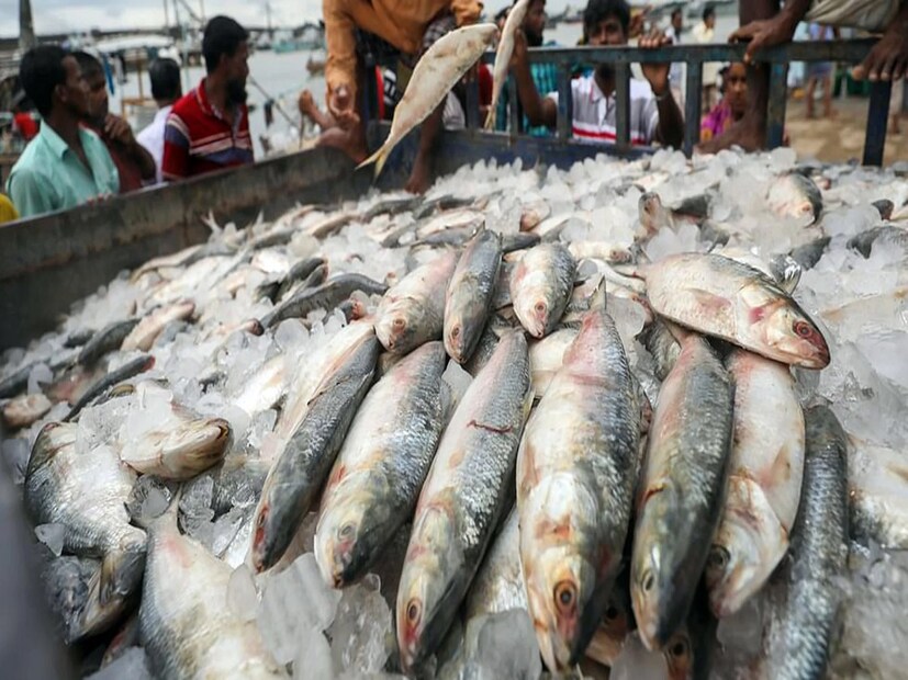 *দিঘা মোহনা মৎস্যজীবী এবং মৎস্য বিক্রেতাদের সংগঠনের সহ-সভাপতি নবকুমার পয়ড়্যা জানান, ''শেষ দু'বছর দিঘায় সেভাবে ইলিশের দেখা পাওয়া যায়নি। চলতি বছর ১৪ জুন মধ্যরাত থেকে শুরু হবে মাছ ধরার মরশুম। কারণ পরপর দুই বছর ইলিশের খরা গেলে তার পরের বছর ভাল পরিমাণ ইলিশ উঠে আসে। এছাড়াও এবছর ব্যান পিরিয়ডে মাছ প্রজননের সময় কড়া নজরদারি চলেছে।‌ ফলে ইলিশ উঠে আসতে বাধা নেই। আশা করা যায় এবার দিঘায় ইলিশ উঠবে রেকর্ড পরিমাণ।