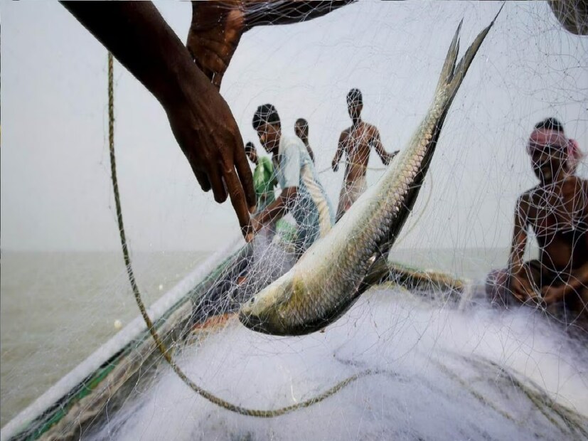 *চলতি মরশুমে প্রথম এশিয়ার সবচেয়ে বড় সামুদ্রিক মাছ নিলাম কেন্দ্র দিঘায় ঝাঁক ঝাঁক সমুদ্রের রুপোলি ফসল ইলিশ মাছ দেখা মিলবে বলে জানিয়েছেন মৎস্যজীবী থেকে মৎস্যজীবী সংগঠনের সদস্যরা। ফাইল ছবি। 