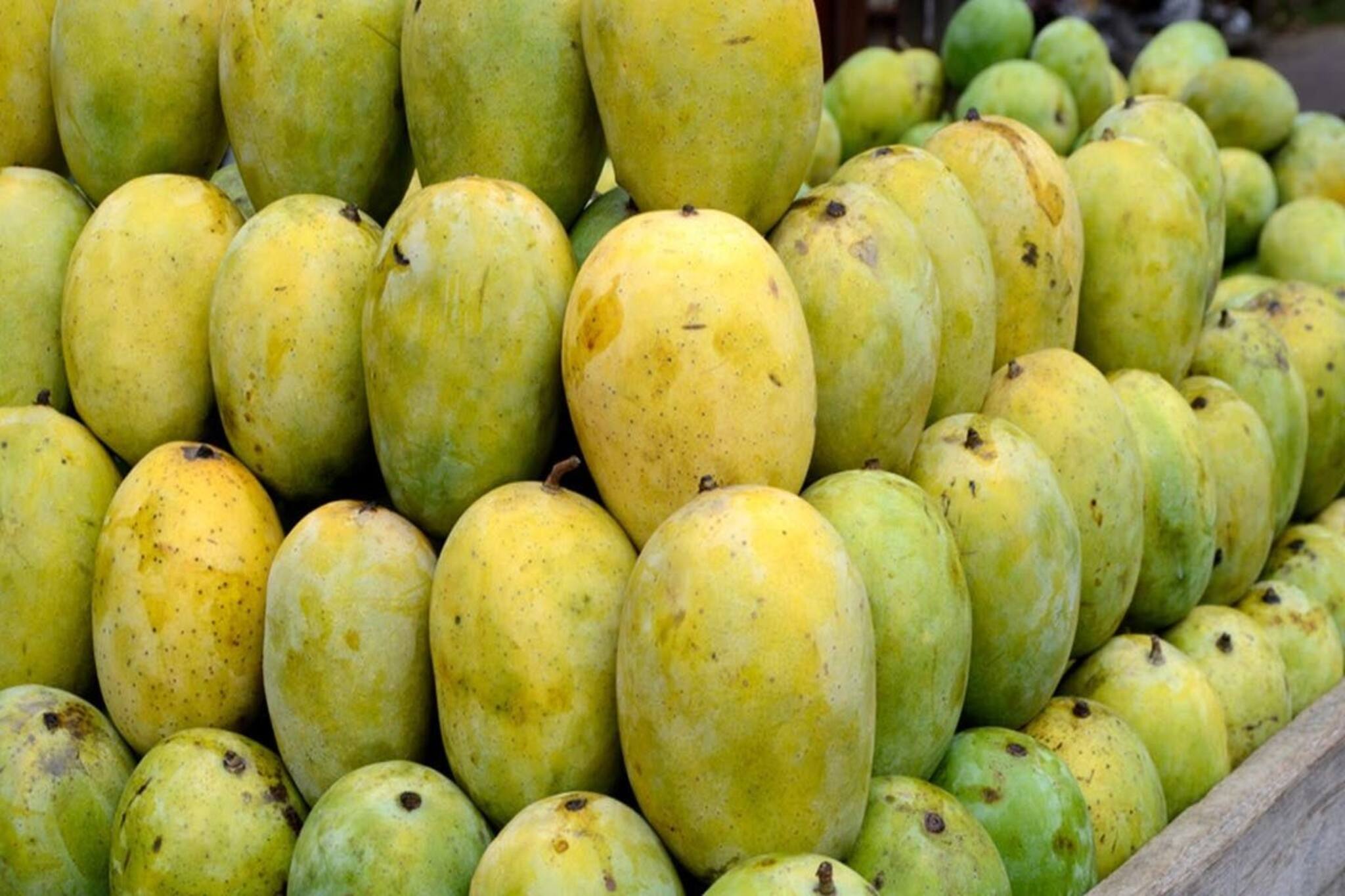 নামেই লুকিয়ে পরিচয়! কীভাবে সাহারণপুরের আম হয়ে উঠল ‘ল্যাংড়া’? কীভাবে এল জগৎজোড়া খ্যাতি?