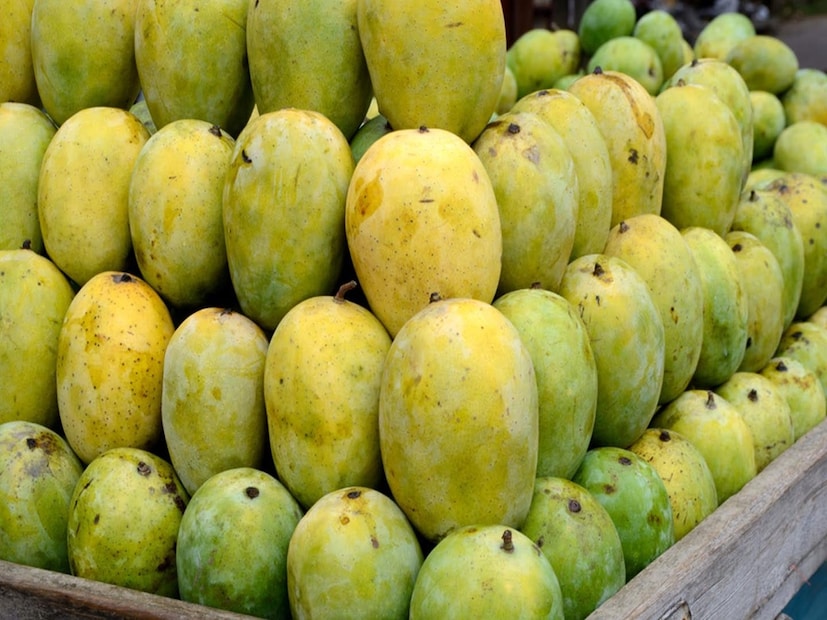 ভারতকে বলা হয় বিশ্বের আম উৎপাদনের রাজধানী, কারণ এখানেই সবচেয়ে বেশি আম উৎপাদিত হয়। কিন্তু জানলে অবাক হবেন, এখন চিনও ভারতকে আম রফতানিতে টেক্কা দিচ্ছে। প্রশ্ন হল, ভারতীয় আমের গাছ চিনে পৌঁছাল কীভাবে? চলুন জেনে নিই সেই ইতিহাস।