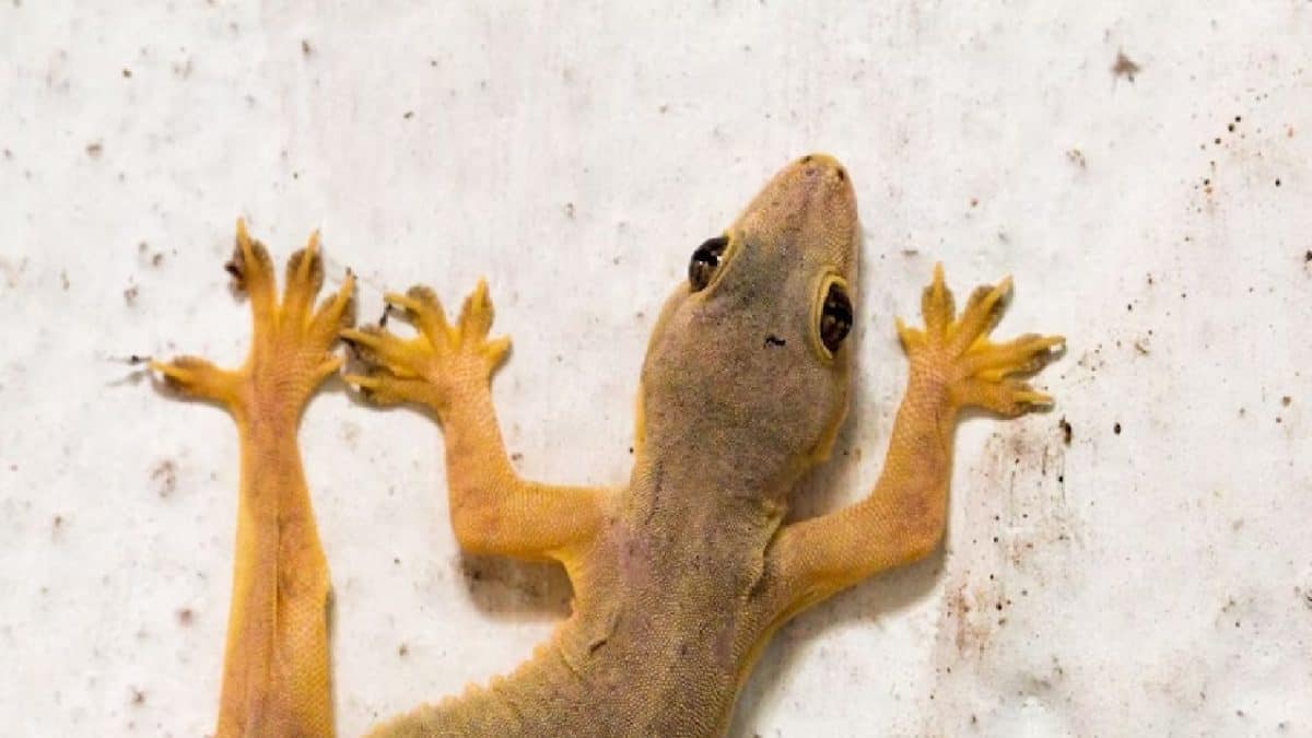 Lizard Falling: ঘর থেকে বেরনোর সময় ঘাড়ে টিকটিকি পড়েছে? কীসের ইঙ্গিত ...